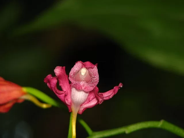 Namdapha national park