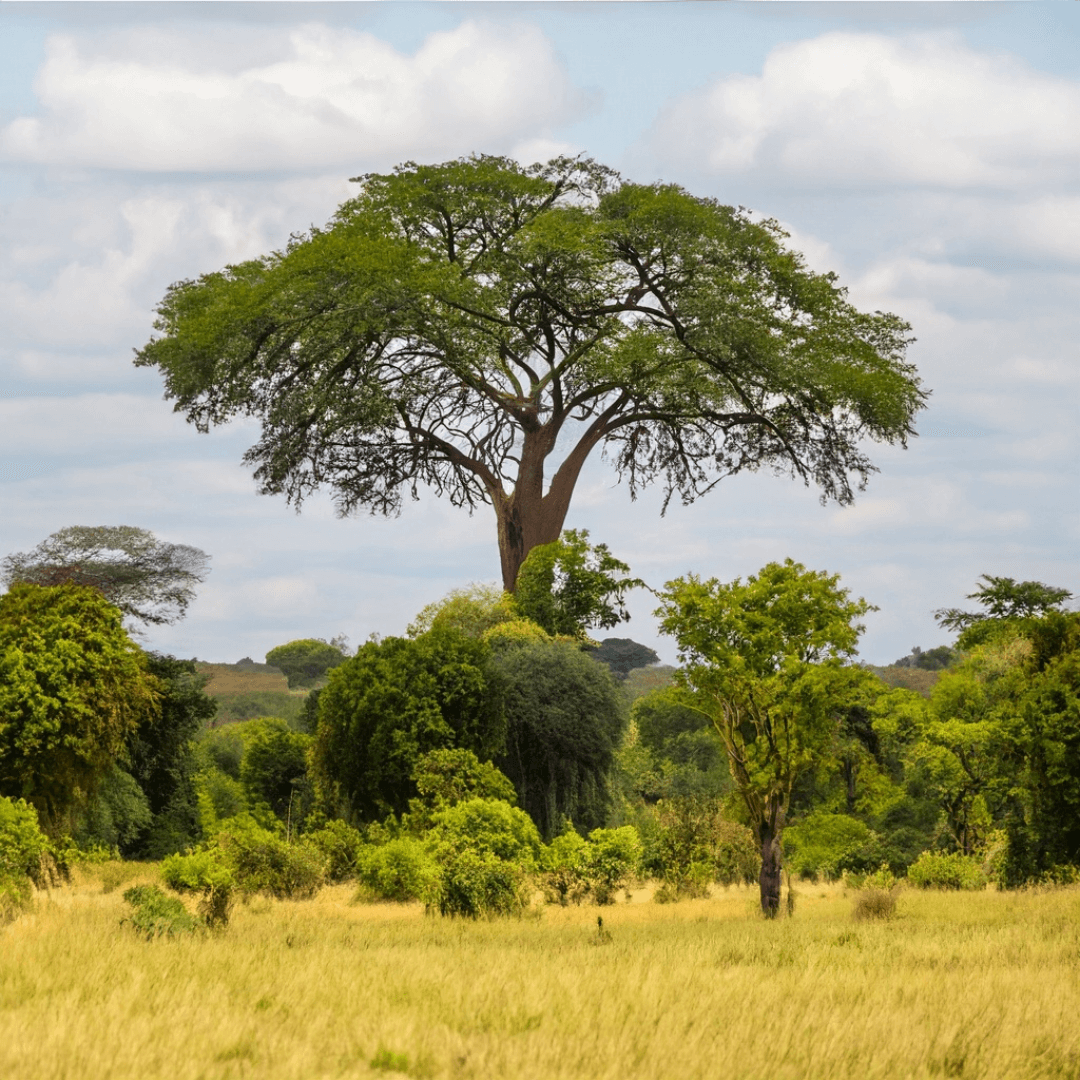 Kaziranga National Park: Exploring the Wildlife Wonderland