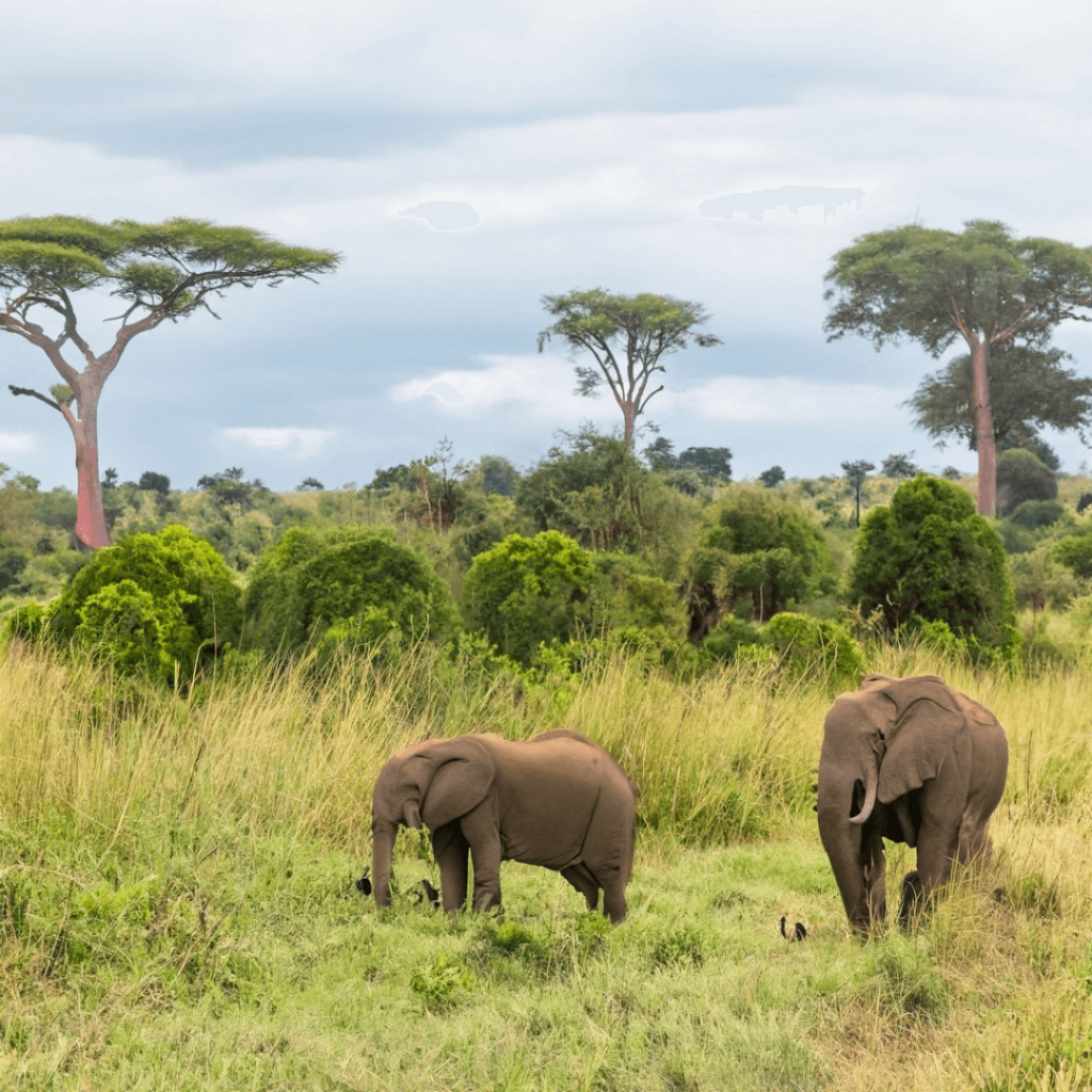 Kaziranga National Park