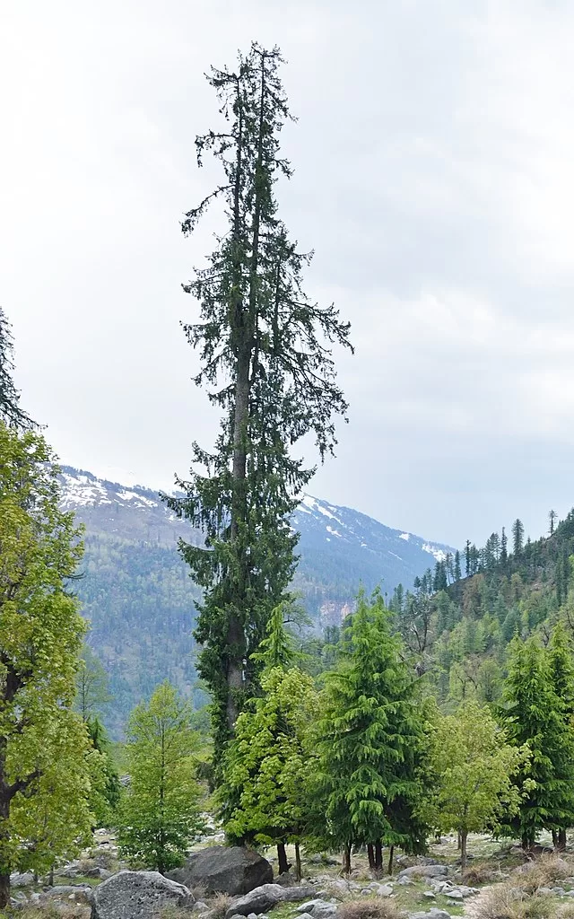 Solang Valley