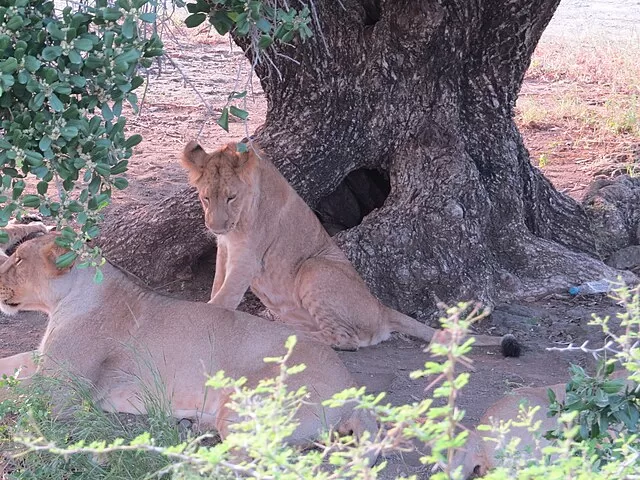 Gir Forest National Park