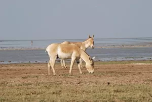 Rann of Kutch