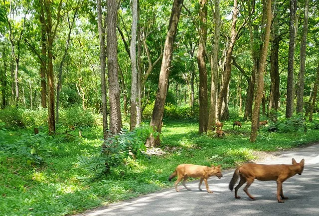 A_group_of_dholes_in_Bandipur_national_park