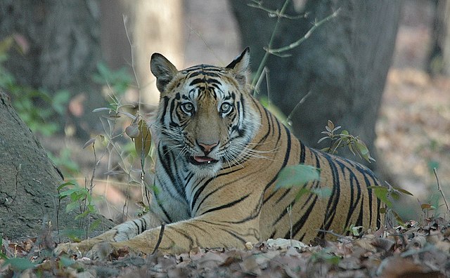 Bandhavgarh_National_Park_Tiger