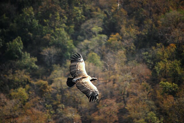 Indian_vulture