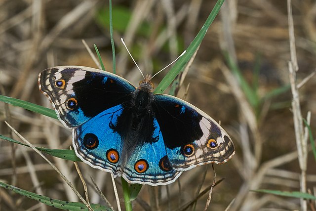 Junonia_orithya-Thekkady