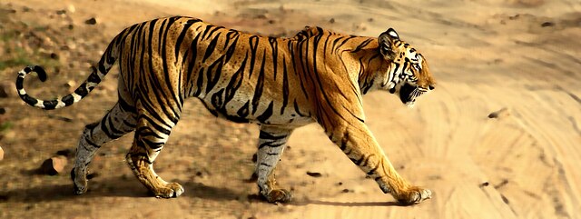 Tigress_in_Bandhavgarh