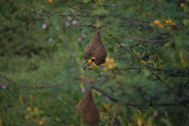 Baya_Weaver_bird