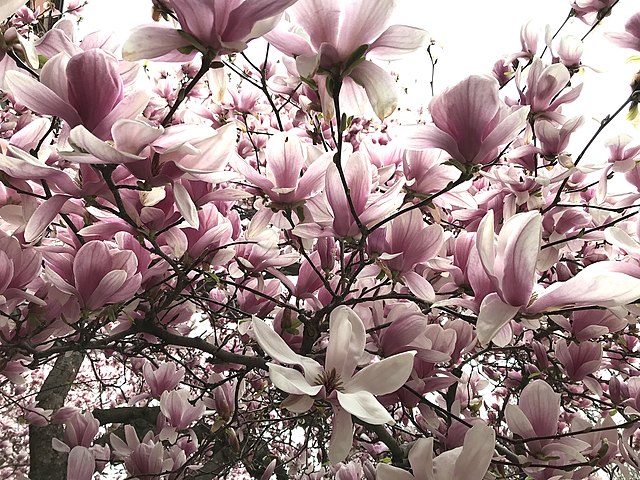 Magnolia_Springs