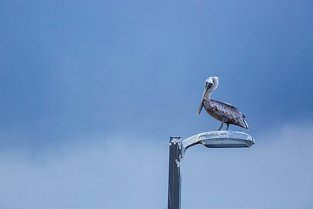 Brown_pelican
