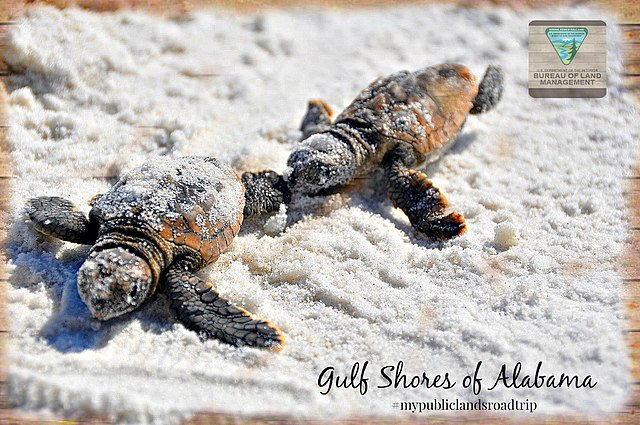 gulf_shores_alabama_weather