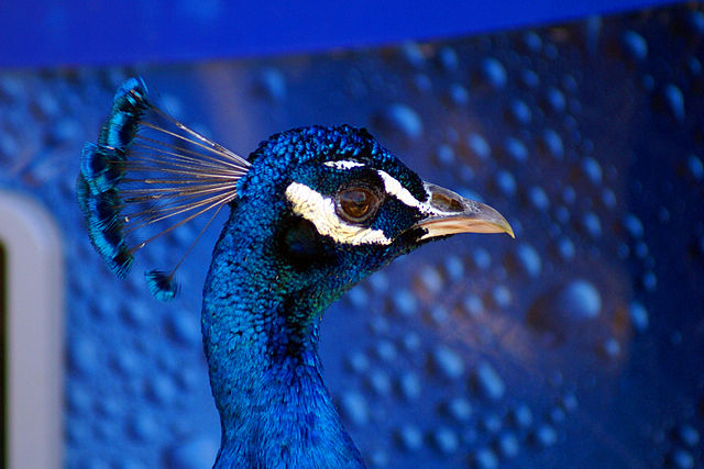 Peacock_Gulf_Shores_Zoo