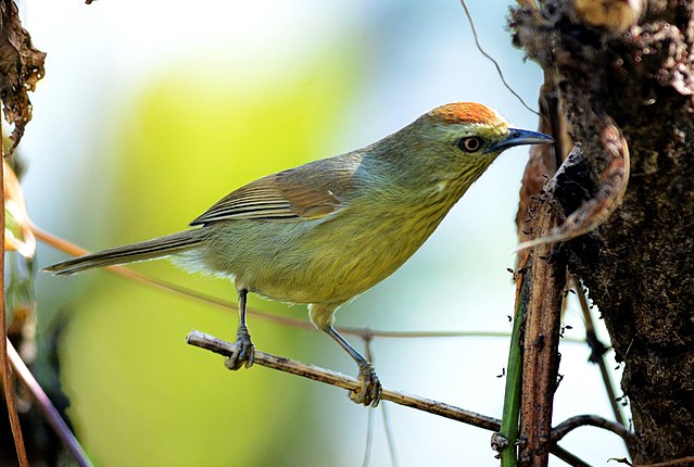 babbler_Macronus_gularis