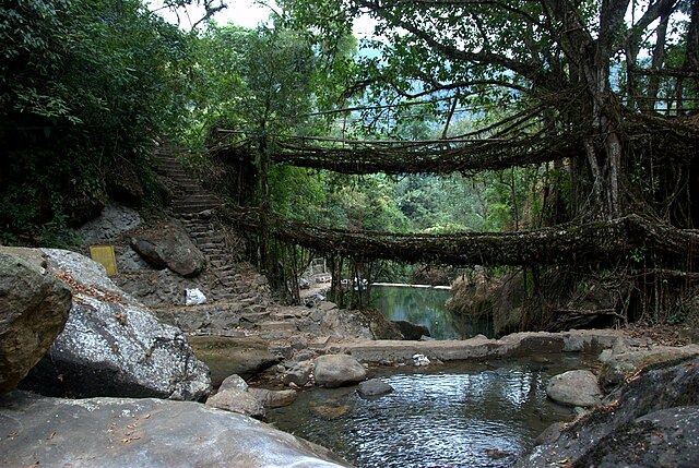 A_double_decker_living_bridge_in