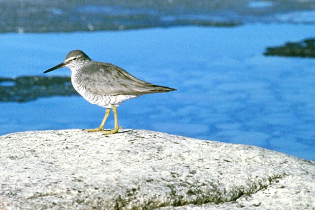 A_wandering_tattler_on_the_Lake_Clark_coast