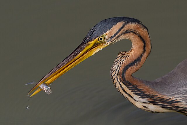Ardea_purpurea_Tarn_France
