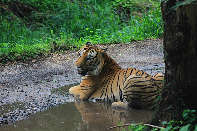 Banerghatta_National_Park_Tiger_Sitting