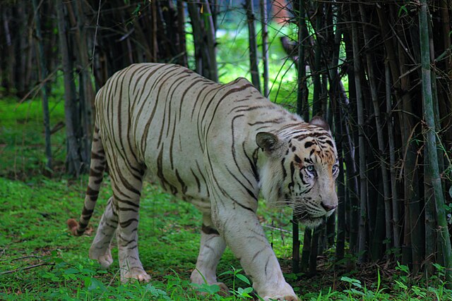 total-tiger-reserve-in-india