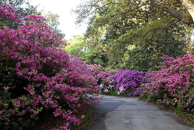 Bellingrath_Gardens_and_Home_by_Highsmith