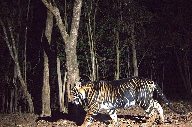 Black_tiger_roaming_around_Simlipal_Nation