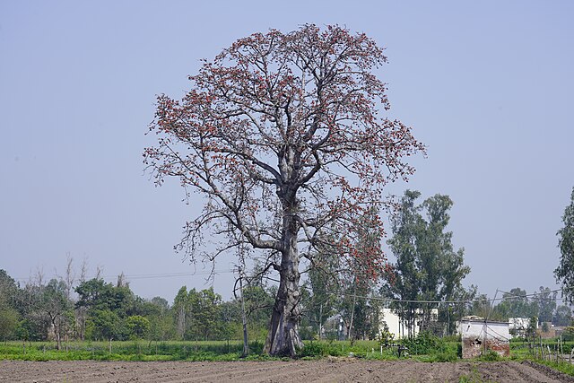 Bombax_ceiba_near_Punjabi_University_Patiala