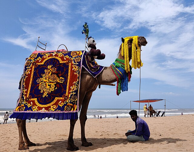 Camel_at_Puri_Beach