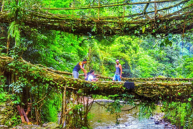 Double-Decker-Living-Root-Bridge