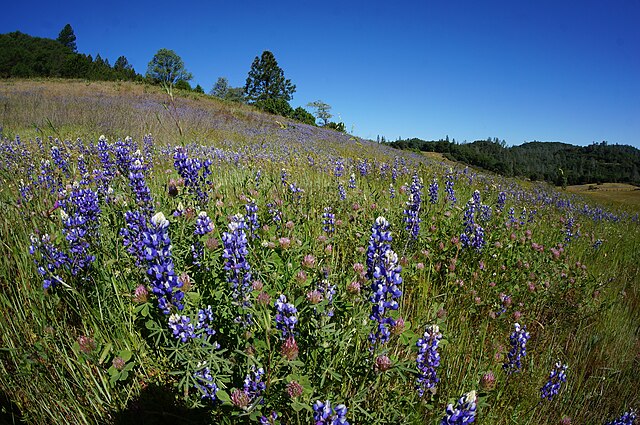 magnolia_springs_state_park