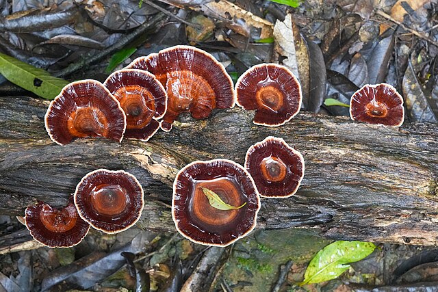 Fungus_Dead_Log_Nokrek_Daribokgre