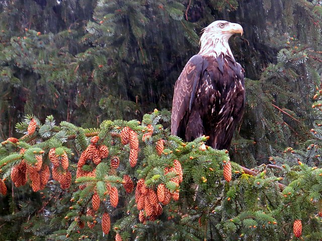 Haines_Alaska_Bald_Eagle