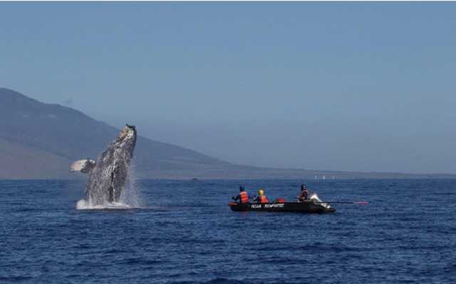Whale_National