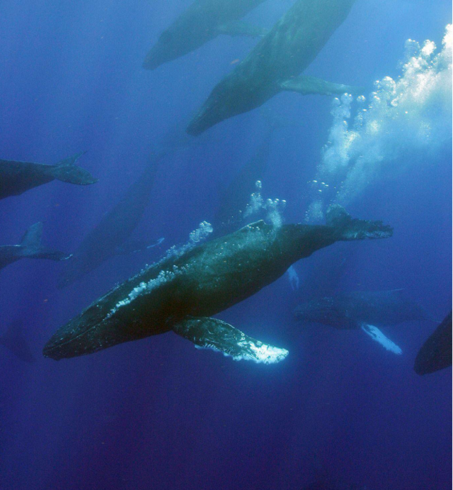 Hawaiian_Islands_Humpback_Whale_National_Marine_Sanctuary_submerged_humpback_whales
