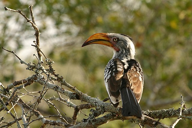 Hornbill_Zazu_Chitwa_South_Africa_Luca_Galuzzi