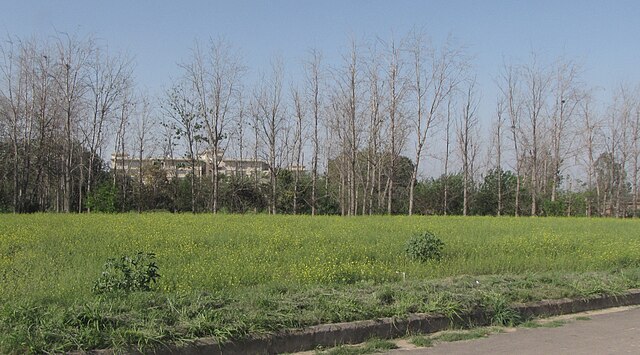 weather_in_mohali