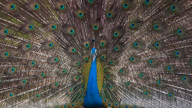 Indian_Peacock_courtship_display_at_Pench_national_park