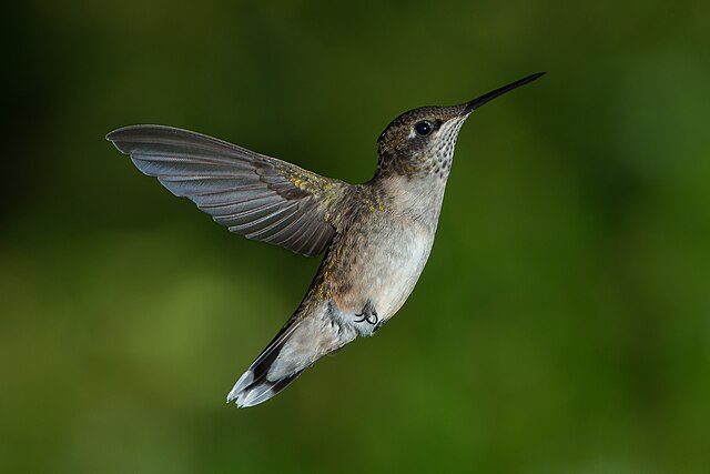Juvenile_Male_Ruby