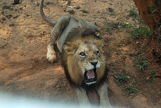 King_of_Nandankanan_Zoological_Park_Bhubaneswar_Odisha_India