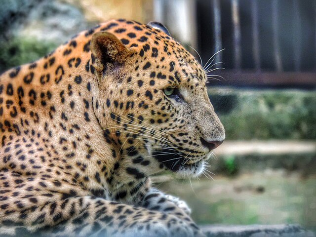 nandankanan_zoological_park