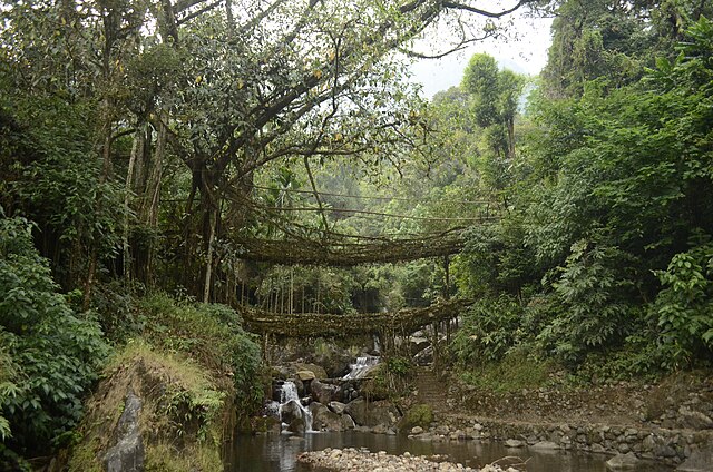 double_decker_living_root_bridge_photos