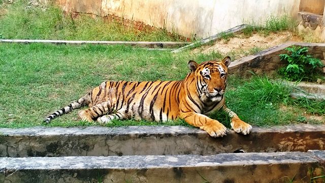 Ludhiana