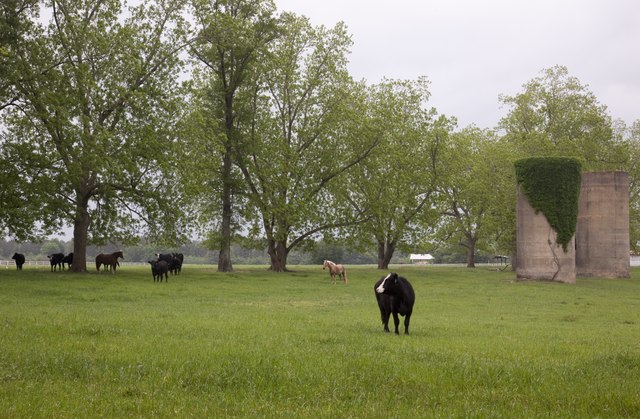 Meadowbank_Farm_located