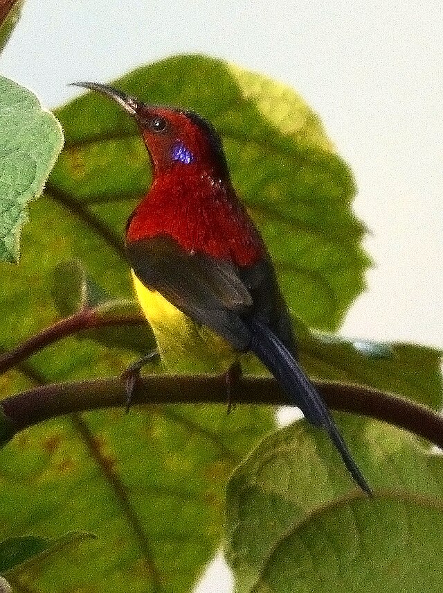 Sunbird