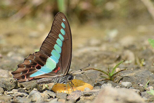 Graphium_sarpedon_Linnaeus