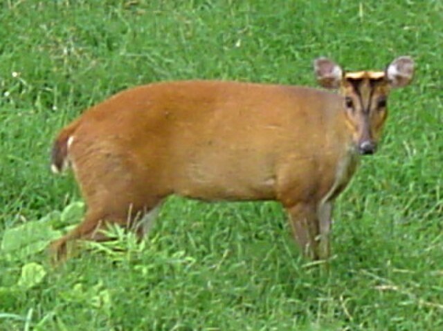 Muntjac_deer