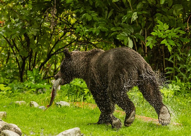 Oso_pardo_Ursus_arctos_Parque_Estatal_de_Recreo_del_Lago_Chilkoot_Haines_Alaska