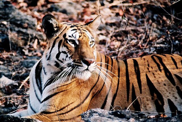 Panthera_tigris_tigris