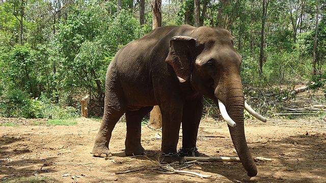 Pic_of_Elephant