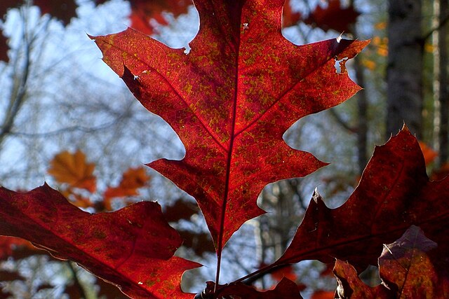 Quercus_rubra