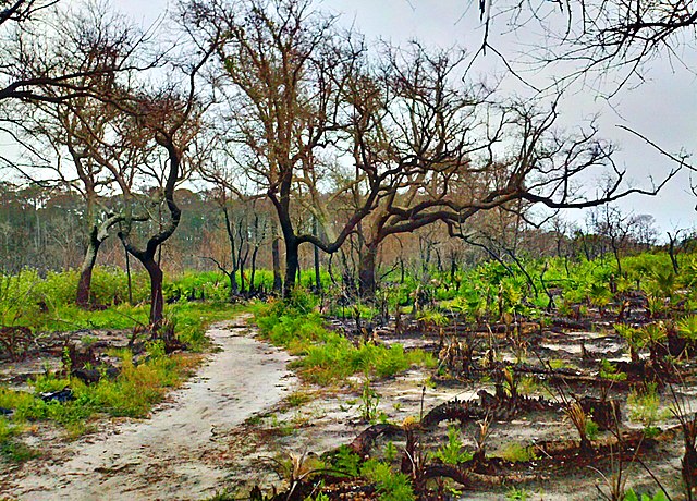 dauphin_island_weather
