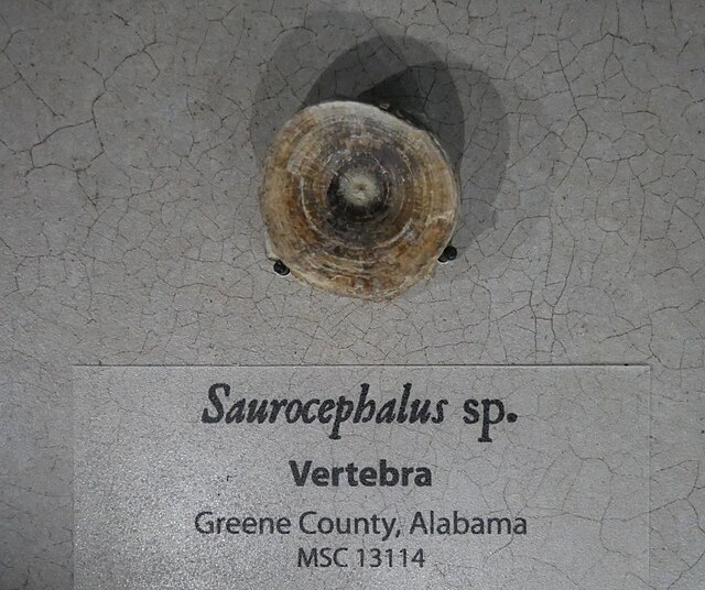 Saurocephalus_vert